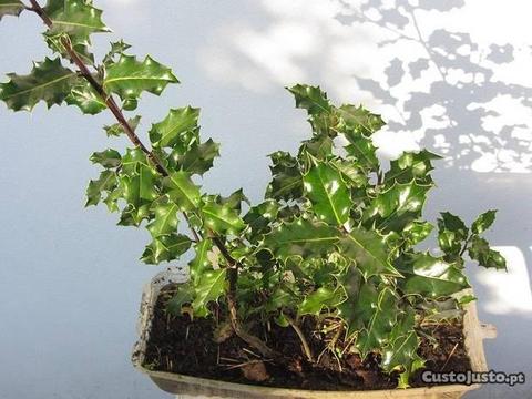 7 Azevinhos bom para Bonsai