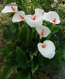 planta Jarro branco