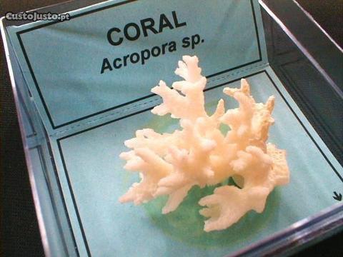Coral acropora sp. 8x8cm