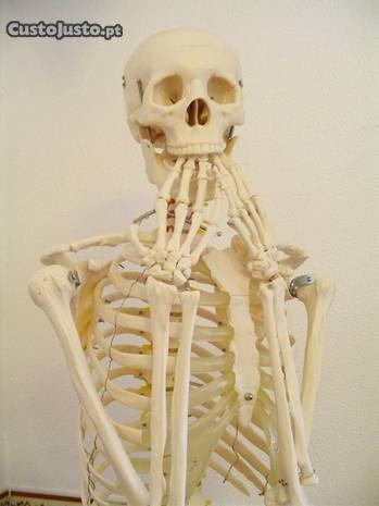 Esqueleto Altura 1,85m