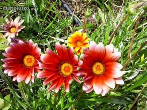 Flores do Meio-dia (Gazânia) Biológicas