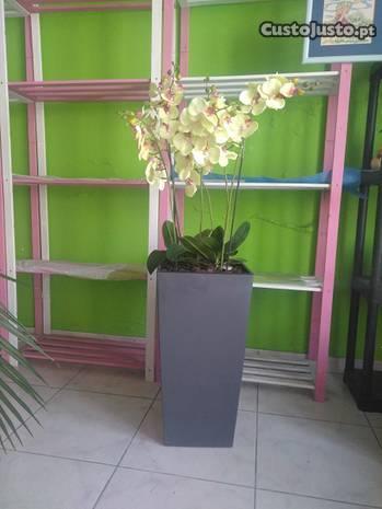 Vaso orquídeas