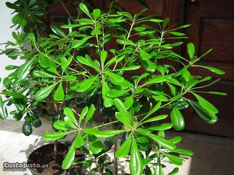 Arbusto Pittosporum tobira (cheiro espetacular)