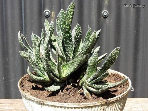 Suculenta Gasteria