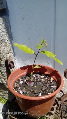 Castanheiro em vaso pequeno