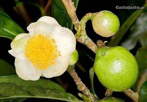 Sementes de chá verde dos açores Camellia sinensis