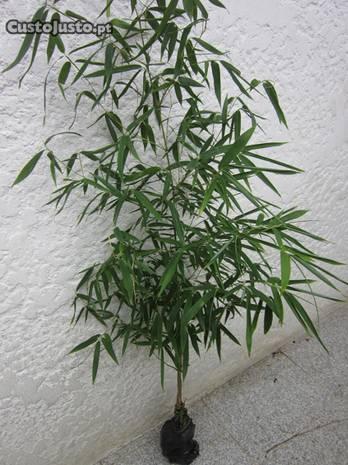 planta natural Bambu