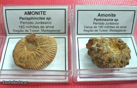 Amonite perisphinctes sp. fóssil 2,5x6x6cm-caixa