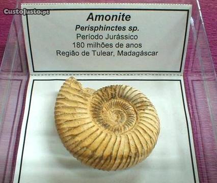 Amonite perisphinctes sp. fóssil 3x8x8cm-caixa