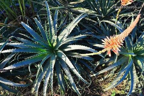 Aloe Arborescens Miller grandes (Babosa)