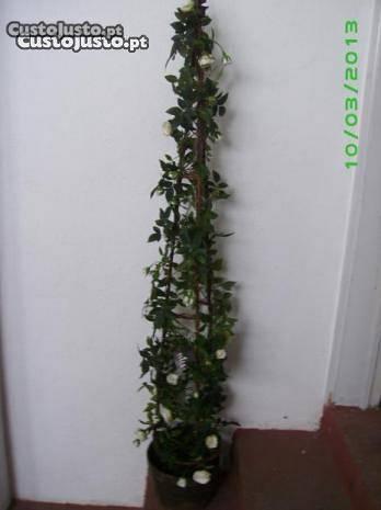 Planta - roseirinha