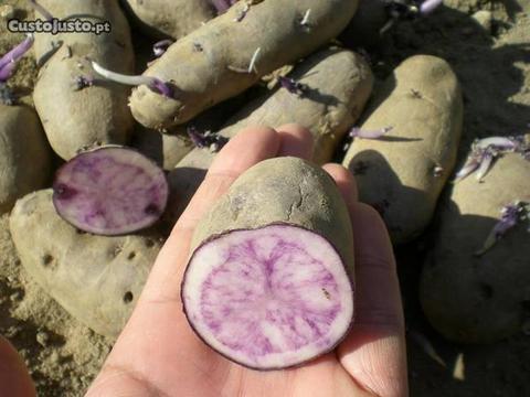 10 Batatas violeta gourmet culinária semente horta