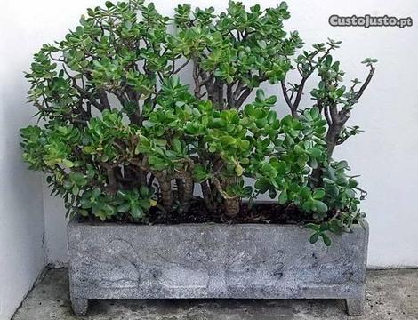 Crassula Ovata (Planta de Jade)