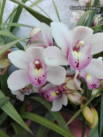Orquídeas com flor
