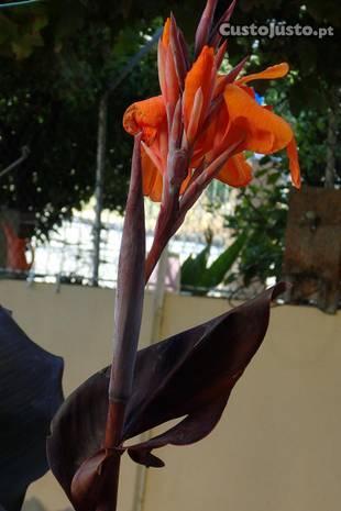 Canas da India-Flores lindas e robustas Biológicas