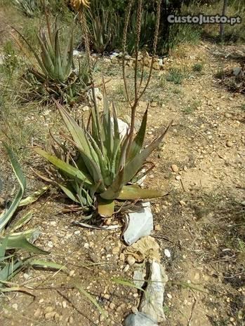 Folhas de Aloe Vera Barbadensis - Babosa Medicinal