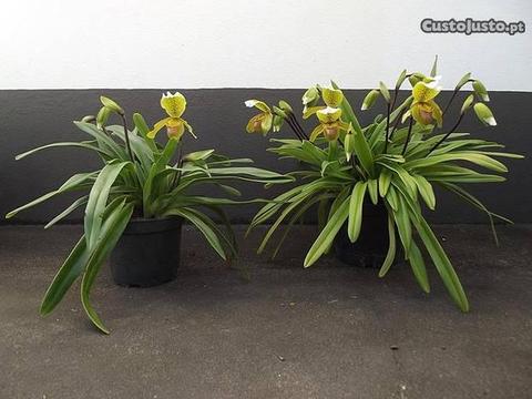 Orquídea Sapatinho