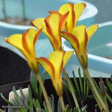 Vaso 3 plantas de Oxalis Versicolor 'Golden Cape'