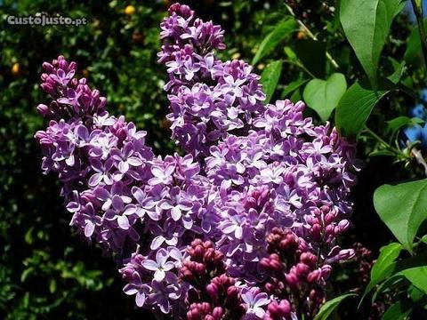 Lilás (lilaseiro) para plantar - Syringa vulgaris