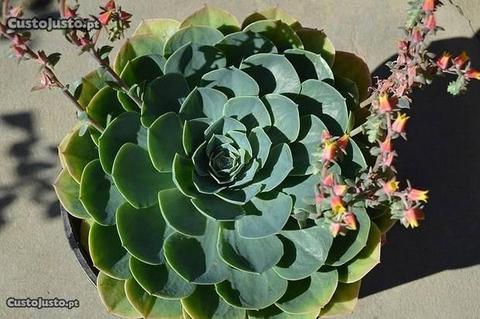 Suculentas Echeveria Grandes