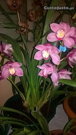 Orquídeas (Mudas)