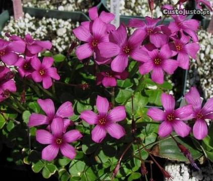 Planta de Oxalis brasiliensis