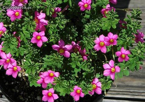 Planta de Oxalis hirta 'Gothenburg'