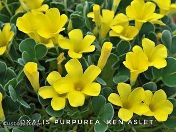 Planta de Oxalis purpurea 'Ken Aslet'