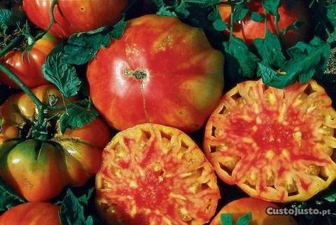 Sementes de Tomateiros pouco comuns