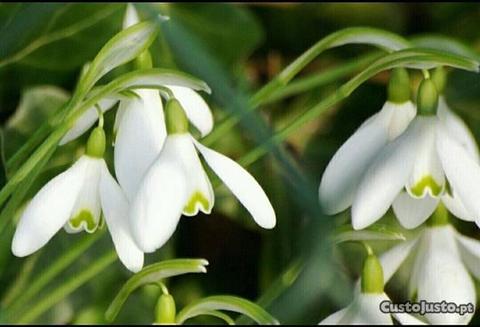 Bolbo da planta Galanthus Nivalis (Snow drop)