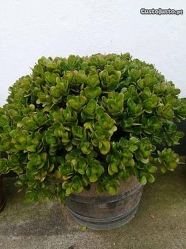 Planta jade (suculenta)