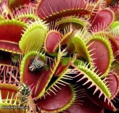 5 sementes de Dioneia - Dionaea muscipula