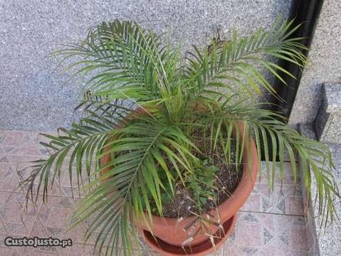 palmeira natural
