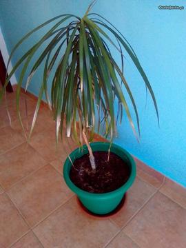 Planta de interior - Dracaena Marginata