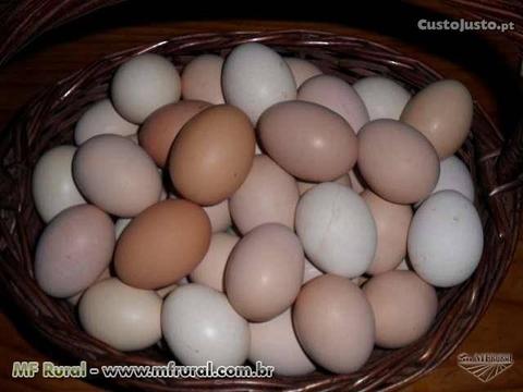 Ovos Galinha Galados (várias raças )