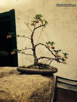 Bonsai